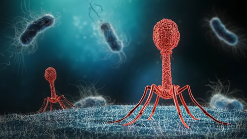 Testare i fagi come nuovo trattamento per la tubercolosi: il primo studio olandese sui fagi come trattamento per la tubercolosi presso il Radboud University Medical Center