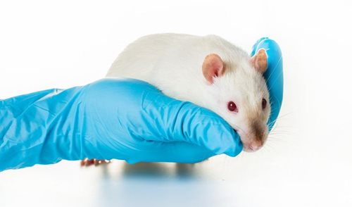 Standardized scanning leads to less animal testing – Better quality and easier comparison of research in rats